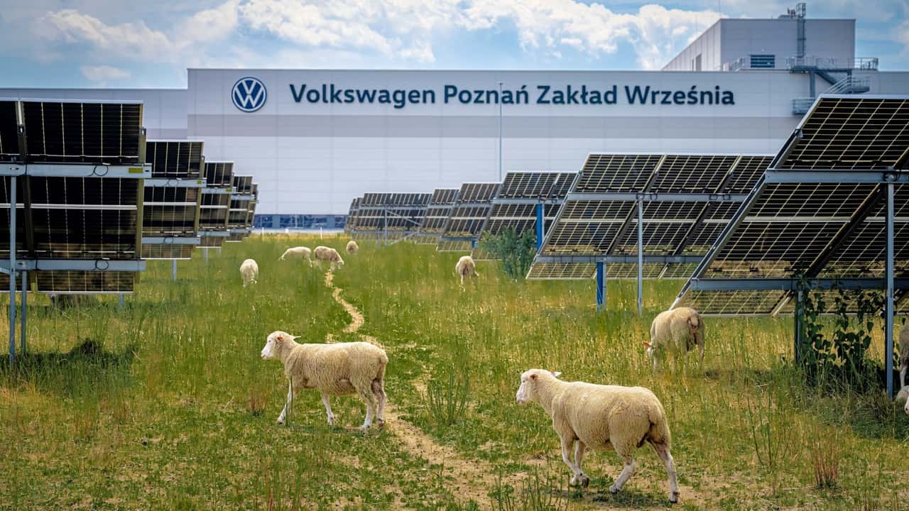 You Think Your Electric Lawnmower is Eco Friendly? Volkswagen Just Replaced Its Lawnmowers With Sheep - COWIN industry news