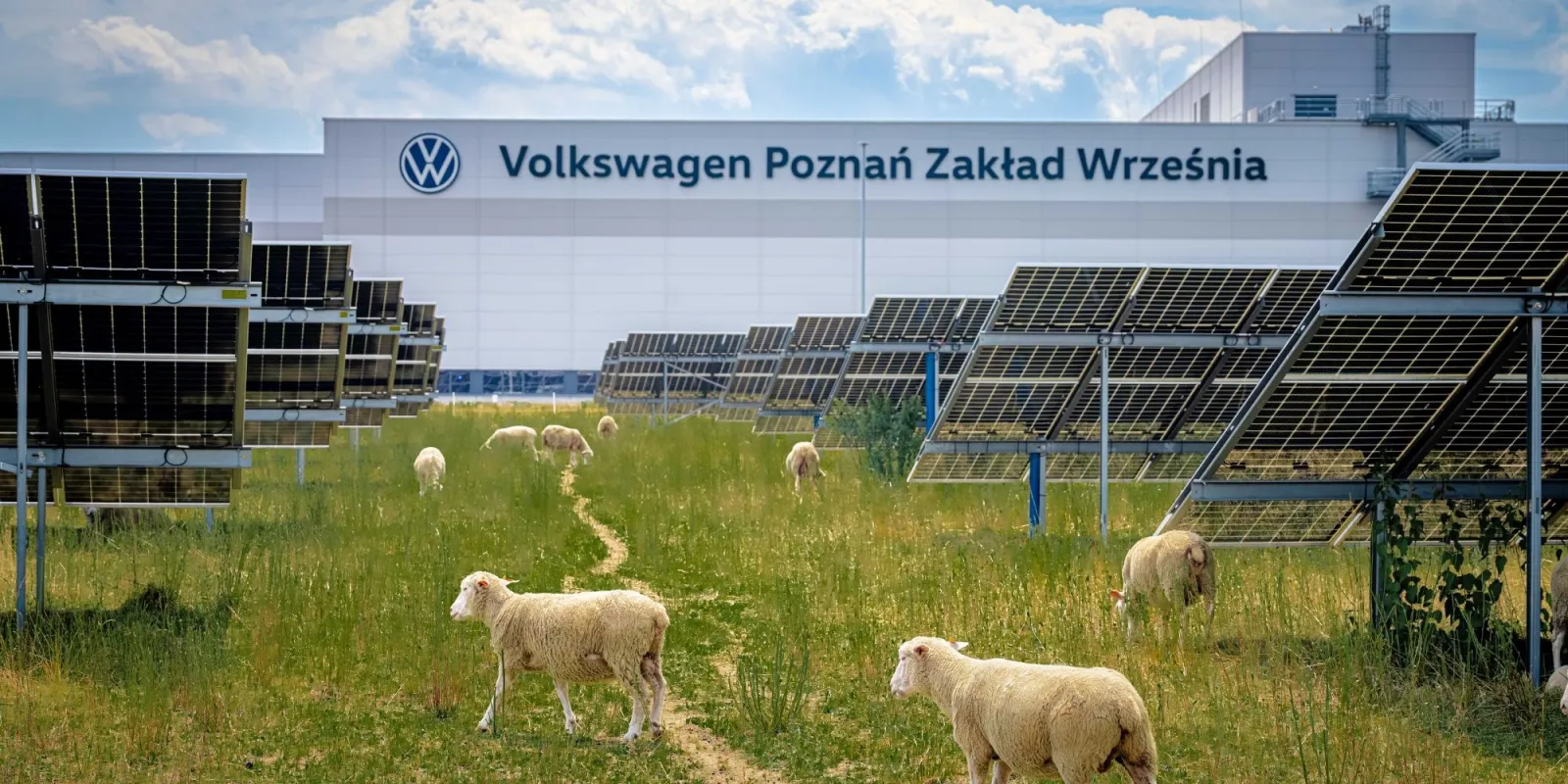 Volkswagen put 100 sheep to work under 31,000 solar panels - COWIN industry news